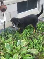 Teddy , a male Bernese Mountain Dog and Siberian Husky for sale in Jeromesville, OH – 1 of 7
