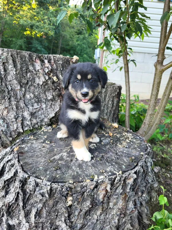 Sadie  – Bernese Mountain Dog, Siberian Husky puppy for sale in Jeromesville, OH