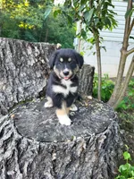 Sadie , a female Bernese Mountain Dog and Siberian Husky for sale in Jeromesville, OH – 1 of 2