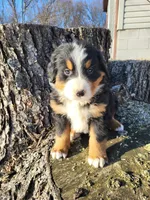 Leo, a male Bernese Mountain Dog for sale in Jeromesville, OH – Photo 4 of 5