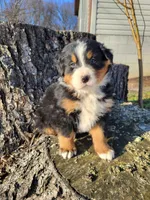 Leo, a male Bernese Mountain Dog for sale in Jeromesville, OH – Photo 1 of 5
