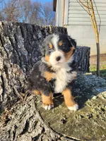 Leo, a male Bernese Mountain Dog for sale in Jeromesville, OH – Photo 3 of 5