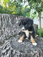 Teddy , a male Bernese Mountain Dog and Siberian Husky for sale in Jeromesville, OH – 3 of 7