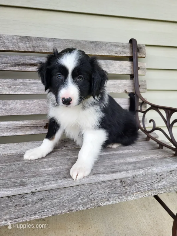 Jenny – Australian Shepherd puppy for sale in Jeromesville, OH