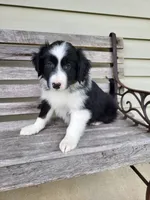 Jenny, a female Australian Shepherd for sale in Jeromesville, OH – 1 of 1