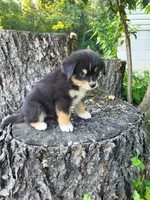 Leo, a male Bernese Mountain Dog and Siberian Husky for sale in Jeromesville, OH – 4 of 4