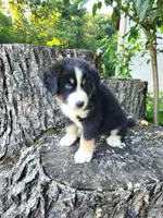 Buddy , a male Bernese Mountain Dog and Siberian Husky for sale in Jeromesville, OH – 3 of 4