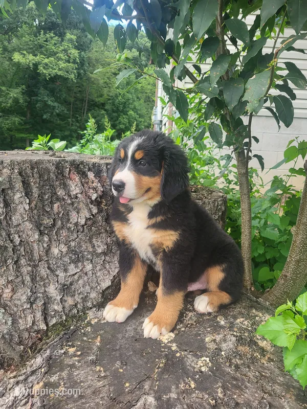 Toby – Bernese Mountain Dog puppy for sale in Jeromesville, OH