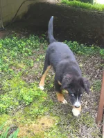 Teddy , a male Bernese Mountain Dog and Siberian Husky for sale in Jeromesville, OH – 6 of 7