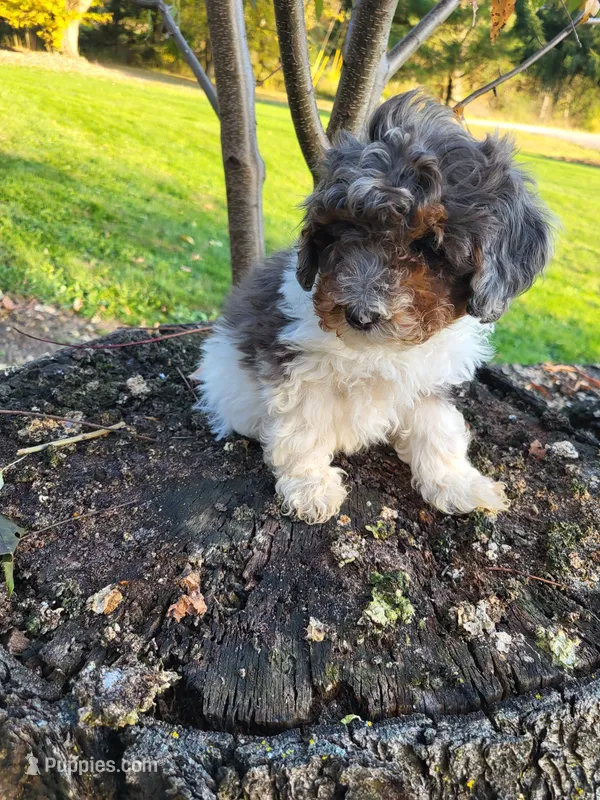 Beau – Poodle - Miniature  puppy for sale in Jeromesville, OH