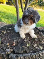 Beau, a male Poodle - Miniature  for sale in Jeromesville, OH – 1 of 7