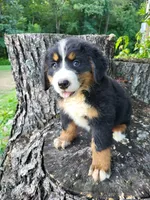 Max, a male Bernese Mountain Dog for sale in Jeromesville, OH – 2 of 2