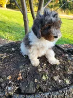 Beau, a male Poodle - Miniature  for sale in Jeromesville, OH – 2 of 7