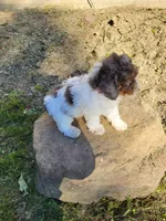 Peaches , a female Poodle - Miniature  for sale in Jeromesville, OH – 4 of 5