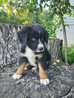 Teddy , a male Bernese Mountain Dog and Siberian Husky for sale in Jeromesville, OH – 2 of 2