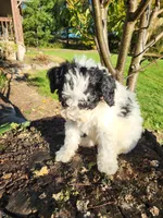 Penny, a female Poodle - Miniature  for sale in Jeromesville, OH – 3 of 4