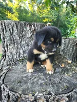 Oliver, a male Bernese Mountain Dog and Siberian Husky for sale in Jeromesville, OH – 4 of 5