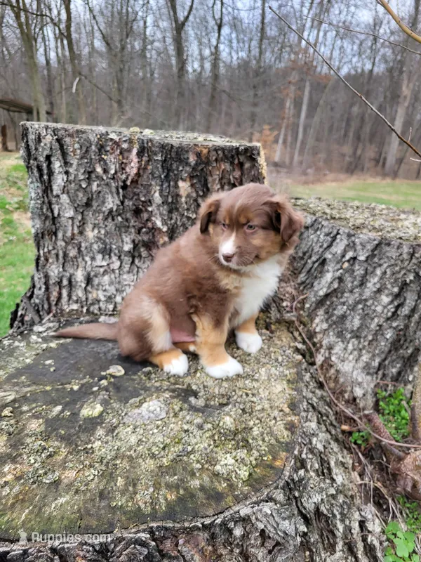 Ringo  – Australian Shepherd puppy for sale in Jeromesville, OH