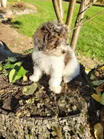 Candy, a female Poodle - Miniature  for sale in Jeromesville, OH – 3 of 4