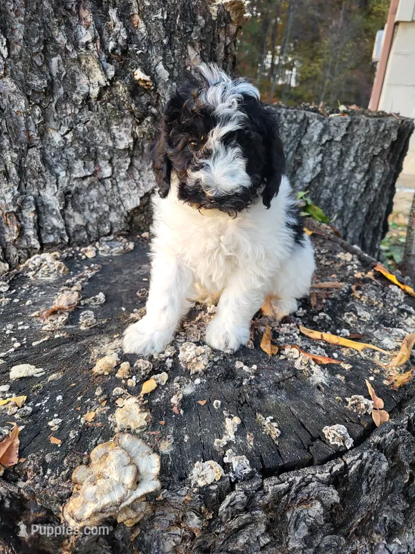 Oreo, a male Poodle - Miniature  for sale in Jeromesville, OH – 1 of 6