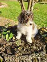 Candy, a female Poodle - Miniature  for sale in Jeromesville, OH – 4 of 4