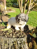 Corcky, a male Poodle - Miniature  for sale in Jeromesville, OH – 2 of 5