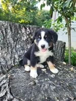 Luna, a female Bernese Mountain Dog and Siberian Husky for sale in Jeromesville, OH – 4 of 4