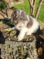 Oscar , a male Poodle - Miniature  for sale in Jeromesville, OH – 5 of 5