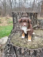 Duke, a male Australian Shepherd for sale in Jeromesville, OH – Photo 2 of 2