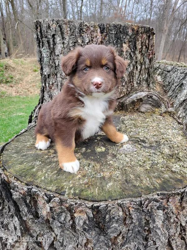 Duke – Australian Shepherd puppy on hold in Jeromesville, OH