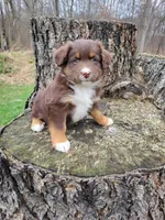 Duke, a male Australian Shepherd for sale in Jeromesville, OH – Photo 1 of 2