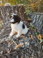 Oreo, a male Poodle - Miniature  for sale in Jeromesville, OH – 3 of 6