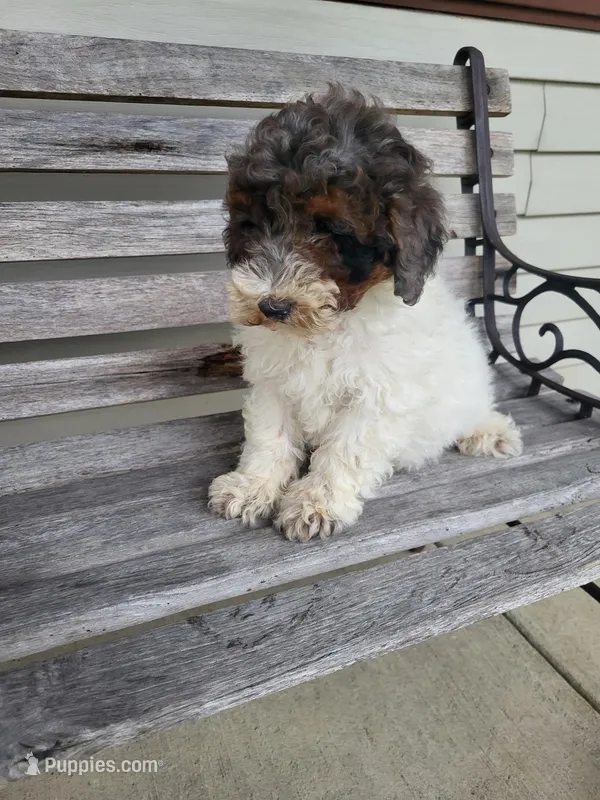 Connor  – Poodle - Miniature  puppy for sale in Jeromesville, OH