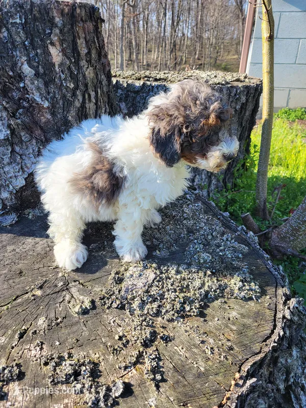 Connor  – Poodle - Miniature  puppy for sale in Jeromesville, OH