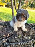 Beau, a male Poodle - Miniature  for sale in Jeromesville, OH – 6 of 7