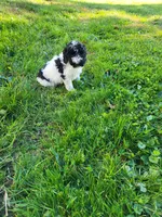 Ricky , a male Poodle - Miniature  for sale in Jeromesville, OH – 1 of 6