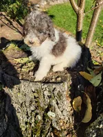 Oscar , a male Poodle - Miniature  for sale in Jeromesville, OH – 3 of 5