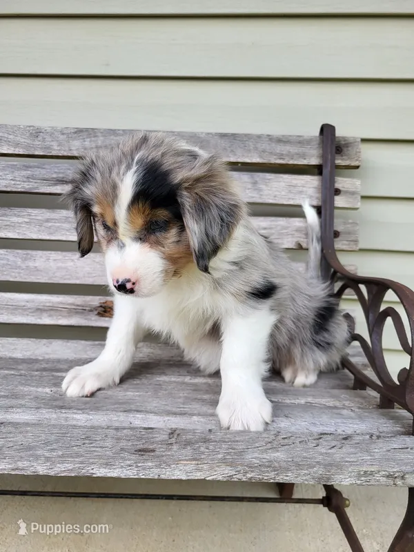 June – Australian Shepherd puppy for sale in Jeromesville, OH
