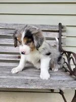 June, a female Australian Shepherd for sale in Jeromesville, OH – 1 of 1