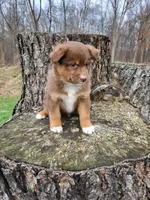 Dixie , a female Australian Shepherd for sale in Jeromesville, OH – Photo 2 of 2