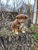 Dixie , a female Australian Shepherd for sale in Jeromesville, OH – Photo 1 of 2