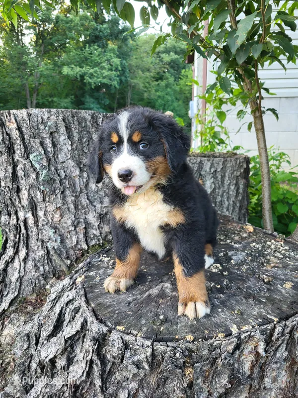 Max – Bernese Mountain Dog puppy for sale in Jeromesville, OH