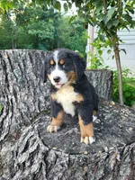 Max, a male Bernese Mountain Dog for sale in Jeromesville, OH – 1 of 2