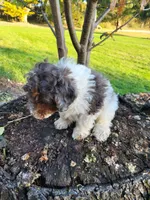 Beau, a male Poodle - Miniature  for sale in Jeromesville, OH – 5 of 7