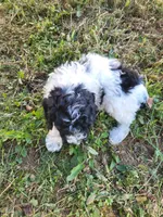 Ricky , a male Poodle - Miniature  for sale in Jeromesville, OH – 3 of 6