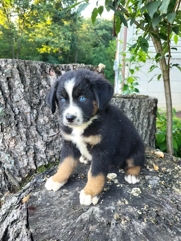 Charlie  – Bernese Mountain Dog, Siberian Husky puppy for sale in Jeromesville, OH