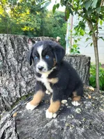 Charlie , a male Bernese Mountain Dog and Siberian Husky for sale in Jeromesville, OH – 1 of 2