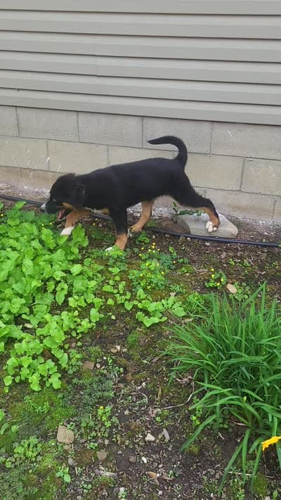 Teddy , a male Bernese Mountain Dog and Siberian Husky for sale in Jeromesville, OH – 7 of 7