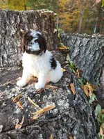 Oreo, a male Poodle - Miniature  for sale in Jeromesville, OH – 6 of 6