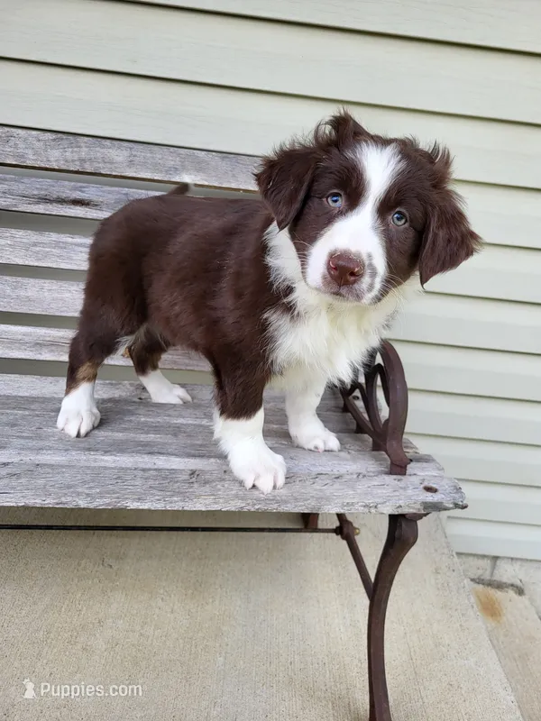 Judy – Australian Shepherd puppy for sale in Jeromesville, OH